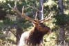 Elk or wapiti