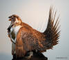 Sage Grouse