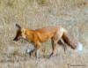 Red Fox