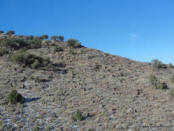 Diamond Mt. Deer Survey 2009