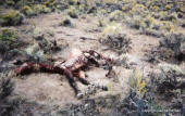 Wild horse colt dead at water hole