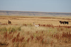 Horses and pronghorn grazing together